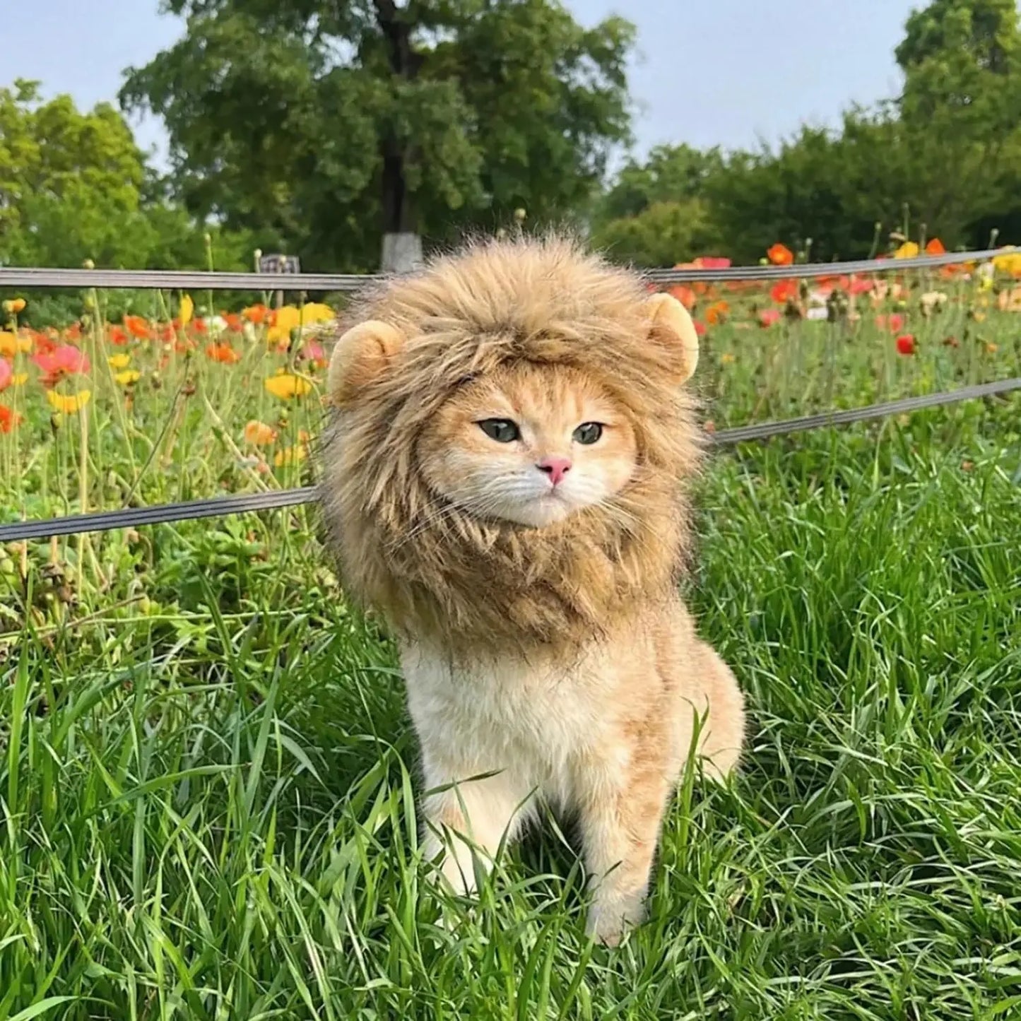 Roar & Purr