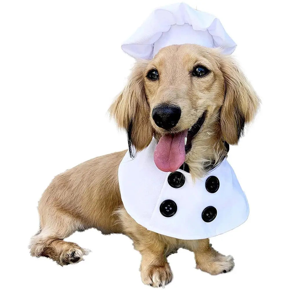 Culinary Cutie