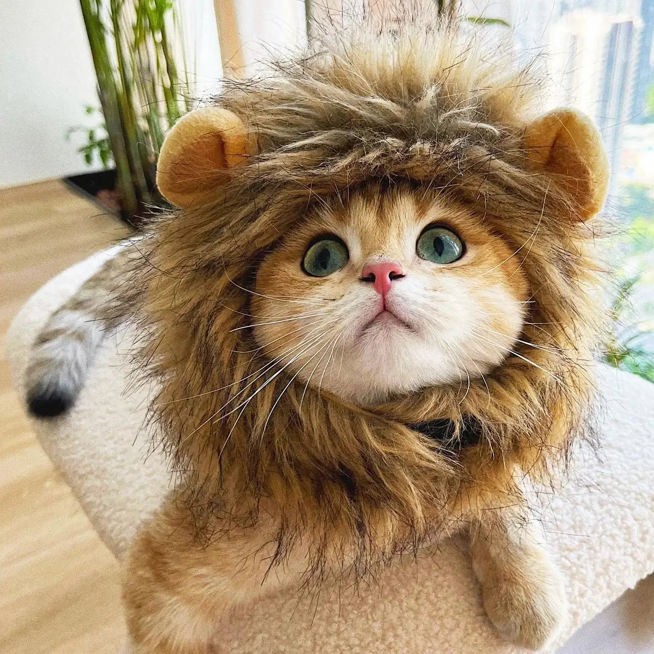 Roar & Purr