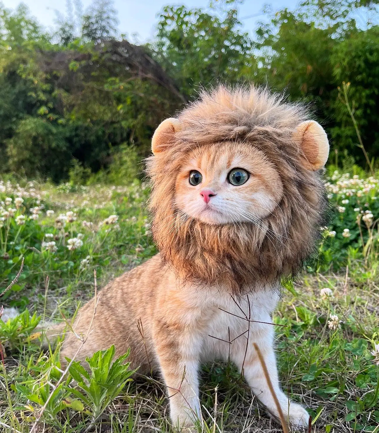 Roar & Purr