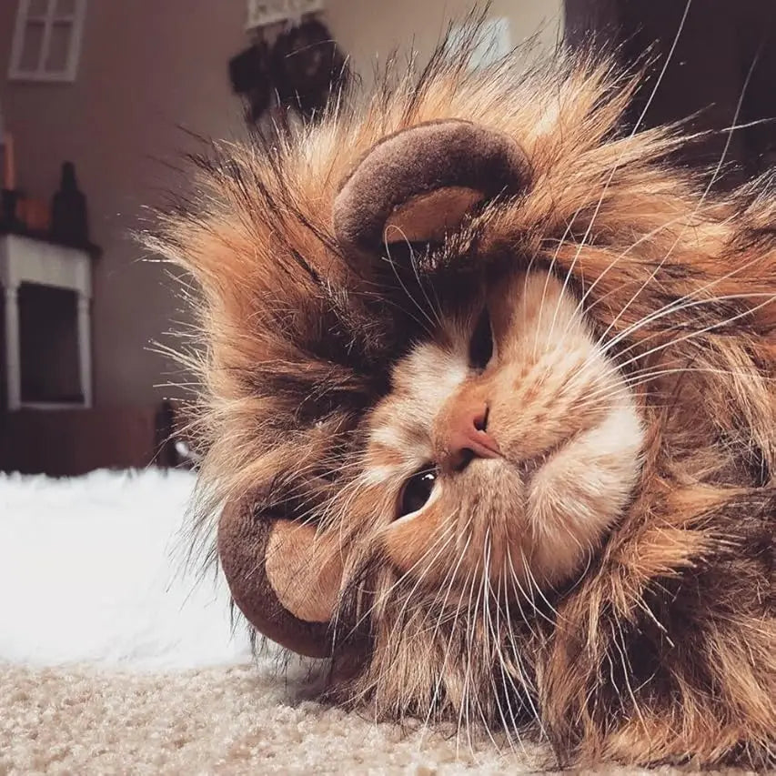 Roar & Purr