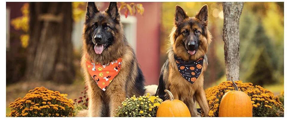 Spooky Paws Bandana