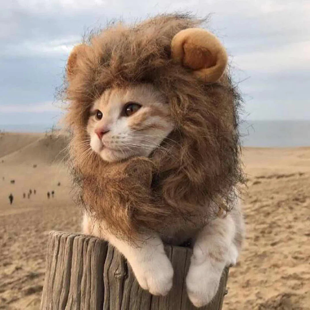 Roar & Purr