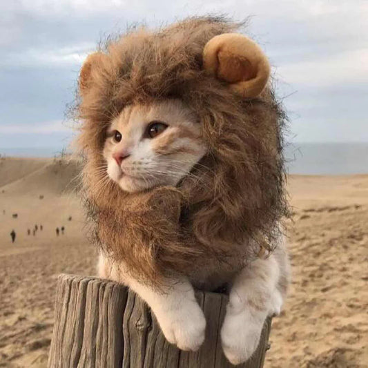 Roar & Purr
