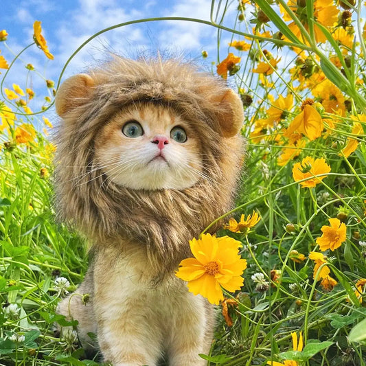 Roar & Purr