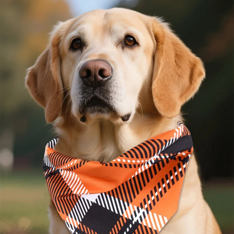 Precious Pumpkin Bandanas