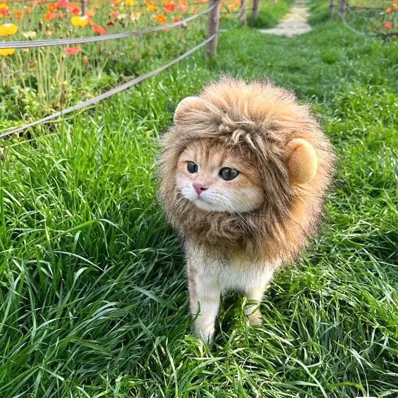 Roar & Purr